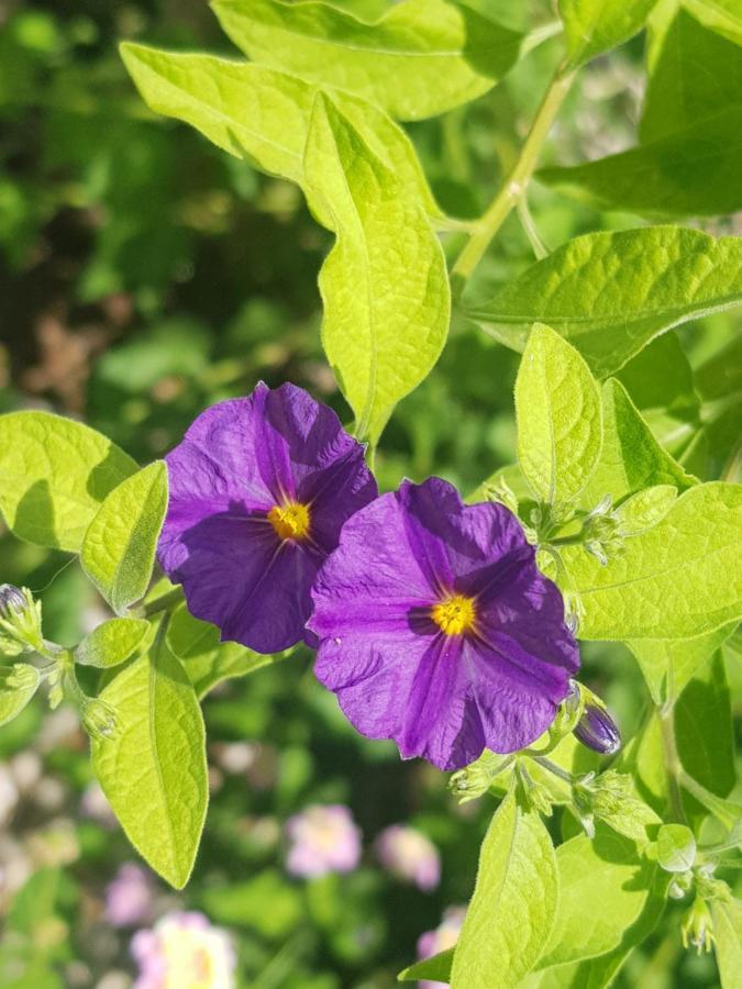 4 Ambelia Paradise Megalochori  Kültér fotó