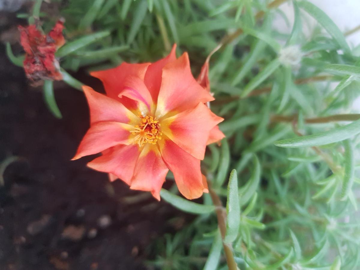 4 Ambelia Paradise Megalochori  Kültér fotó